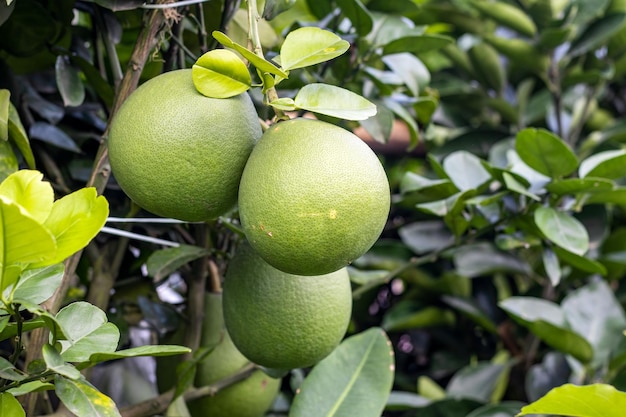 Organiczne świeże owoce pomelo lub cytrusowe maxima wiszące na gałęzi z bliska z miejscem na kopię