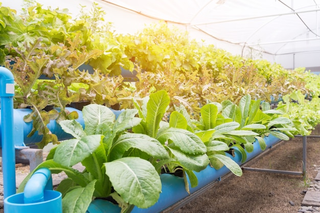 Organiczne uprawa warzyw hydroponicznych