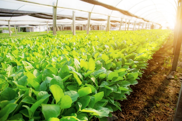 Organiczne warzywa ze światłem słonecznym.