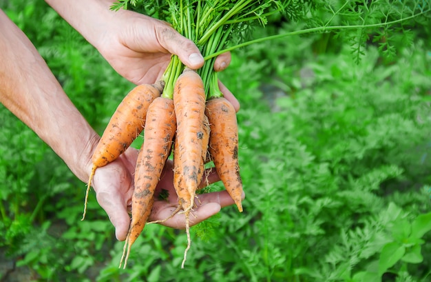 Organicznie domowej roboty warzywa w rękach mężczyzna.