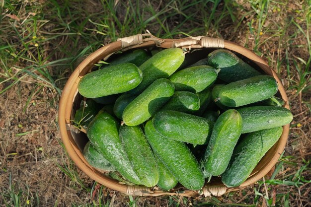 Organicznie ogórki w wiklinowym koszu na bujnej zielonej trawie