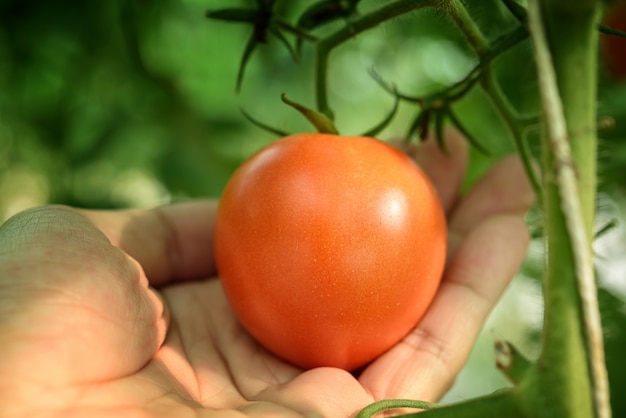 Organicznie pomidory w ogrodowym przygotowywającym zbierać.