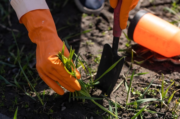 organicznie uprawiana plantacja czosnku w ogrodzie warzywnym.