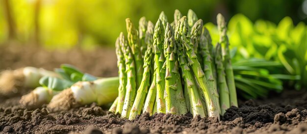 Zdjęcie organicznie uprawiane szparagi w ogrodzie