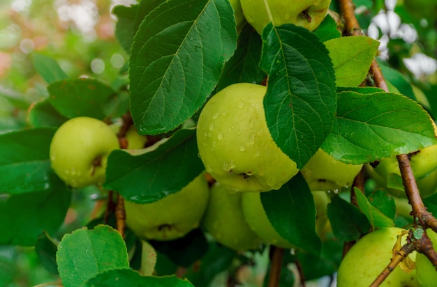 Organicznie zieleni jabłka na gałąź na drzewie