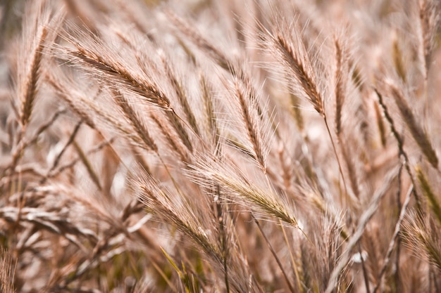 Organicznie Złote Dojrzałe Kłosy Pszenicy W Polu.