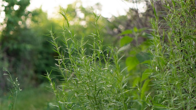 Organiczny Krzew Estragonu Rośnie W Ogrodzie