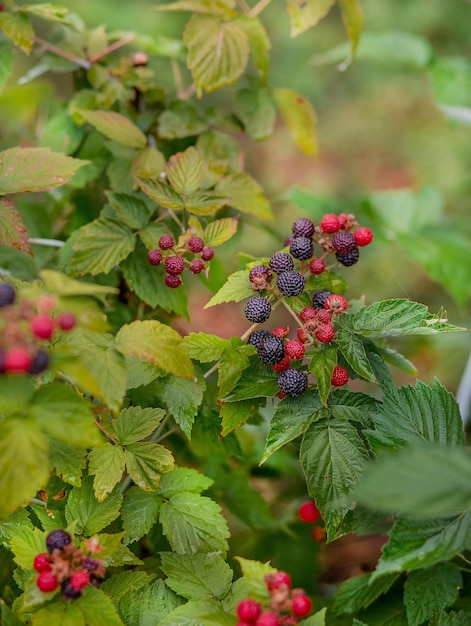 Organiczny krzew jeżyny Rosnące organiczne jagody zbliżenie