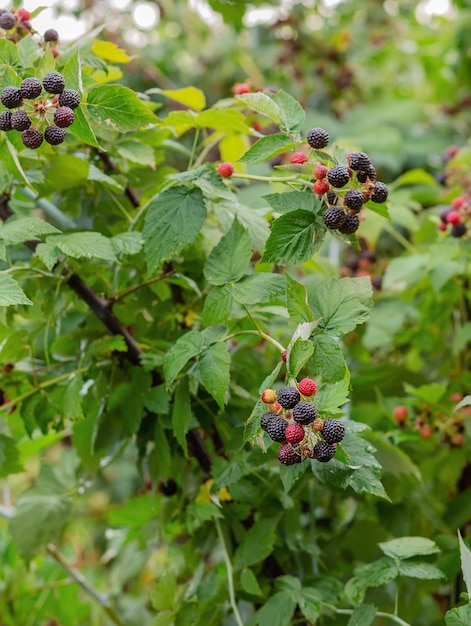 Organiczny Krzew Jeżyny Rosnące Organiczne Jagody Zbliżenie