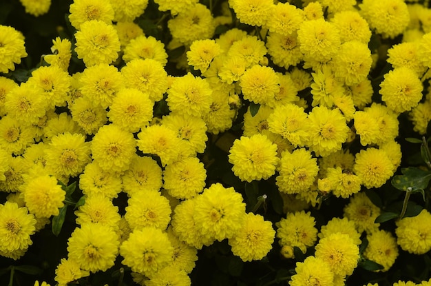 Organiczny kwiat chryzantemy w hrabstwie Tongluo Miaoli w Tajwanie Żółta kwiaciarnia Daisy