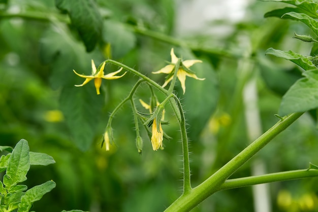 Organiczny kwiat pomidora w przydomowym ogrodzie. Jasne żółte kwiaty pomidorów.