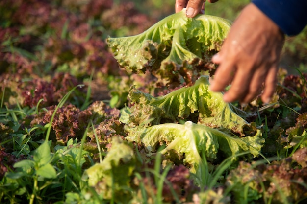 Organiczny ogród warzywny, przyszłe rolnictwo dla bezpieczeństwa żywności w Tajlandii