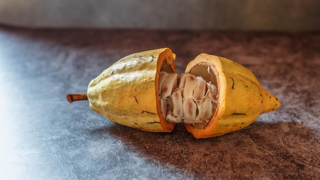 Organiczny owoc kakao z drzewa kakaowego
