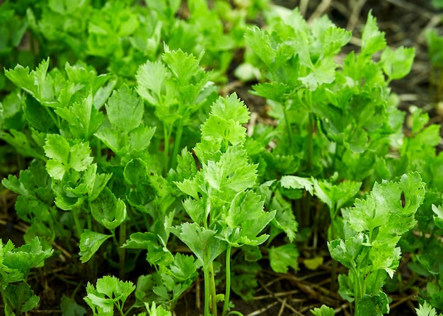 Organiczny seler na podwórku