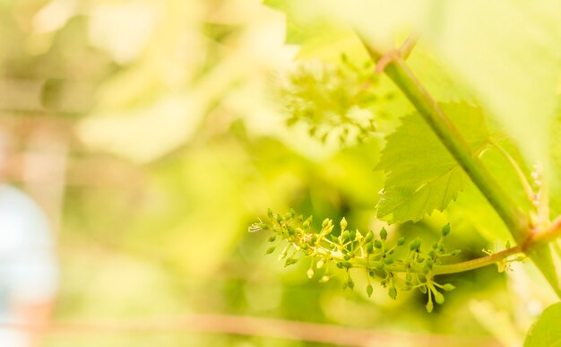 Organiczny Winorośl Z Jeszcze Małymi Winogronami. Kwitnienie Na Plantacji