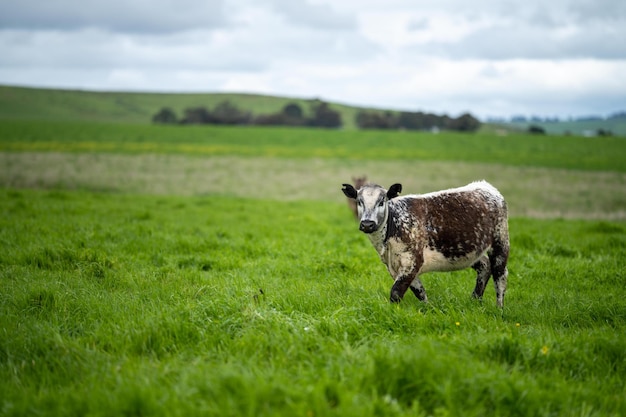 Organiczny żywy inwentarz z zerową emisją dwutlenku węgla w gospodarstwie