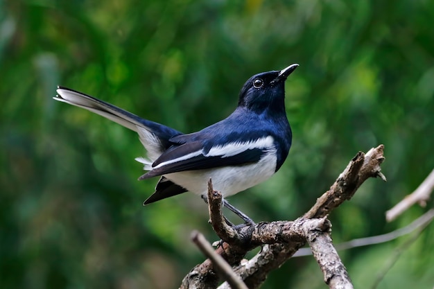 Oriental Magpie Robin Copsychus saularis Piękne Male Birds of Thailand