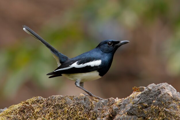 Oriental Magpie Robin Copsychus saularis Piękne Male Birds of Thailand