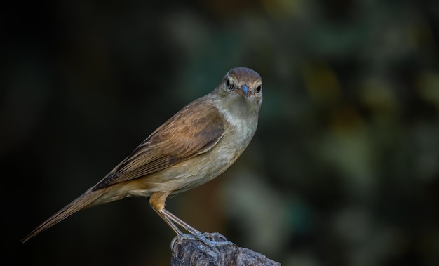 Oriental Reed Warbler Stojący na pniu drzewa z czarnym tłem