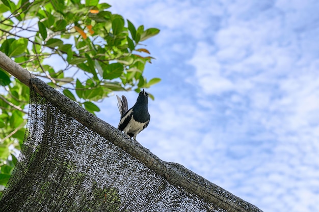 Oriental Sroka Rudzik Tiny Bird Stowarzyszenia Leading Drewno Dachu Zb??kitnym Niebem