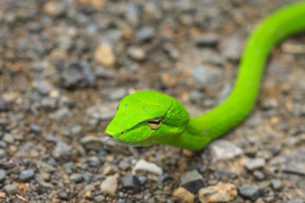 Oriental Whipsnake Lub Asian Vine Snake