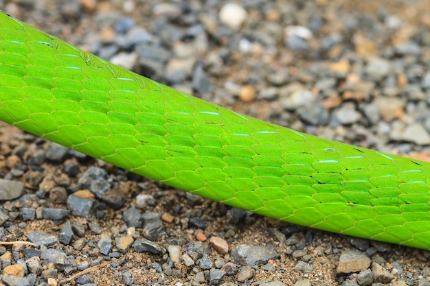 Oriental Whipsnake Lub Asian Vine Snake