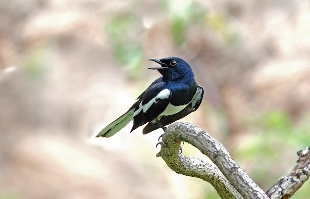 Orientalna Sroka Robin Copsychus saularis Piękne Męskie Ptaki Tajlandii