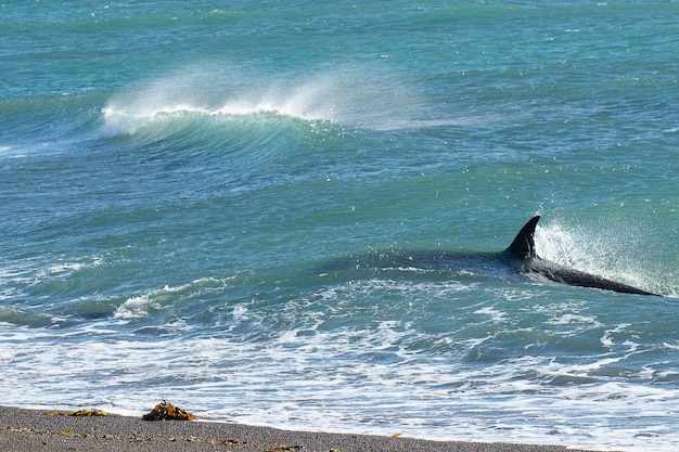 Orka patrolująca wybrzeże Półwysep Valdes Patagonia Argentina