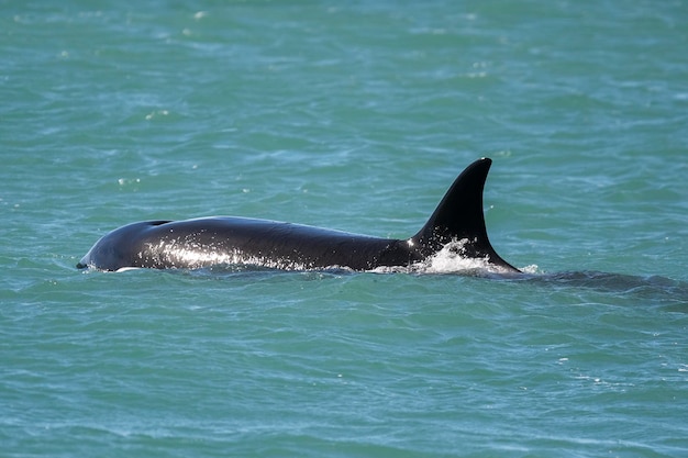 Orka pływa na powierzchni Półwysep Valdes Patagonia Argentina