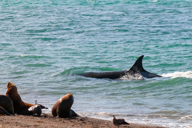 Orka polująca na lwy morskie na paragońskim wybrzeżu Patagonii w Argentynie