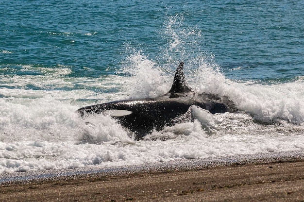 Orka wyrzucona na brzeg na plaży Peninsula valdes Patagonia Argentina