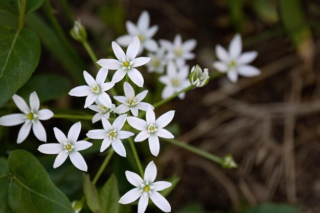 Ornithogalum narbonense lub Narbonne gwiazda betlejemskiego białego kwiatu