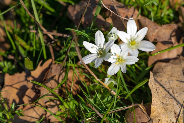 Ornithogalum Umbellatum biały kwiat w lesie