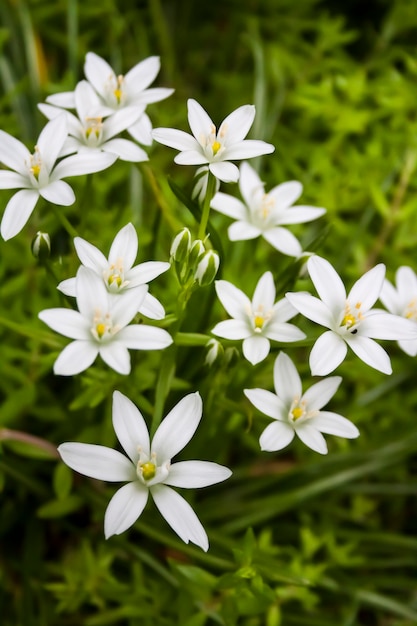 Ornithogalum zbliżenie kwiatów Gwiazda Betlejemska