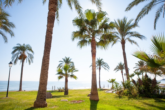 Oropesa de Mar w Castellon palma ogród w śródziemnomorskim