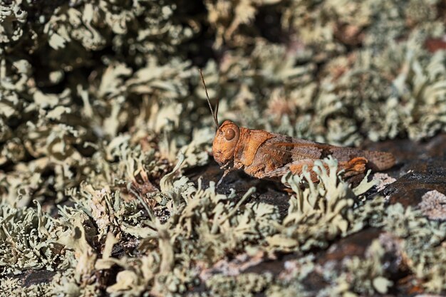 Orthoptera to owady paurometaboliczne z narządami gębowymi do żucia