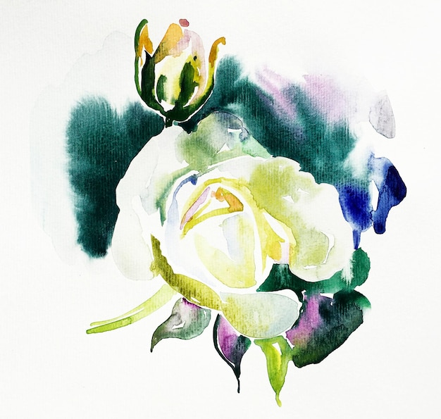 Oryginalna piękna akwarela biała róża ilustracja