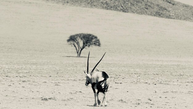 Zdjęcie oryx idący po polu