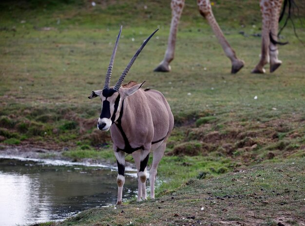 Oryx przy wodopoju w parku dzikich zwierząt