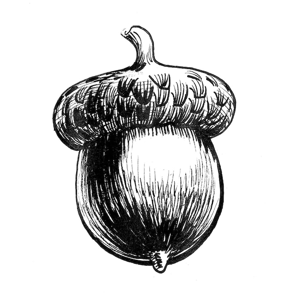 Orzech żołędzi Atrament czarno-biały rysunek