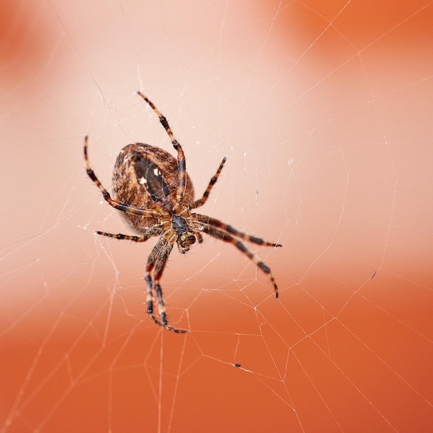 Orzechowa kula weaver Pająk kręci sieć na zewnątrz z copyspace Zbliżenie jednego przerażającego czarnego i brązowego pajęczaka Nuctenea umbratica z gatunku Araneidae czekającego na złapanie jakiejś zdobyczy w pajęczynie