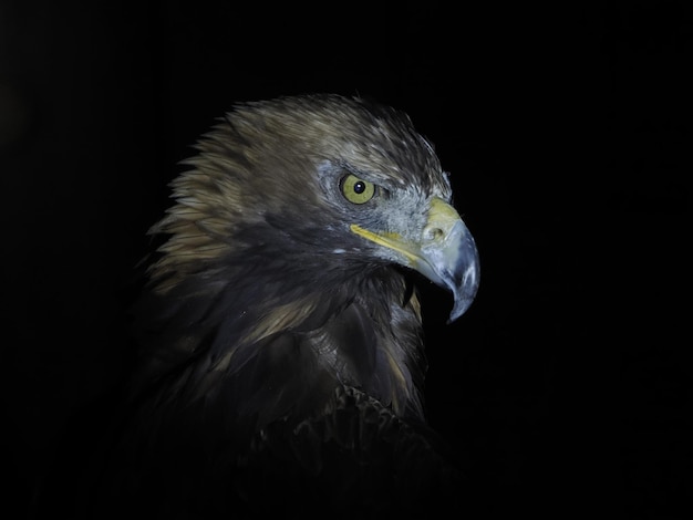 Orzeł Aquila chrysaetos odizolowany na czarno