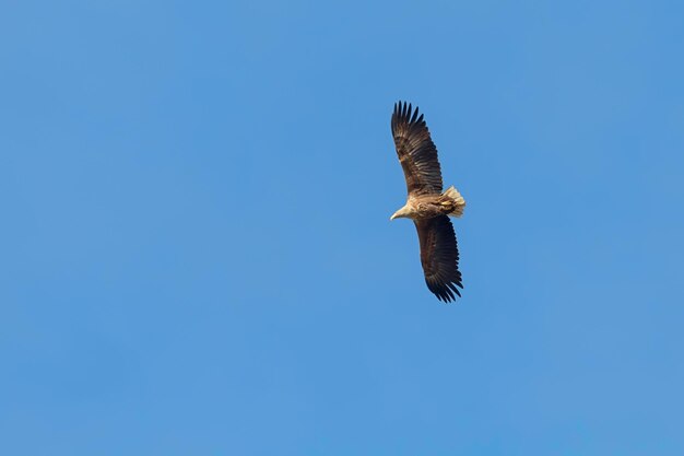 Orzeł bielik (Haliaeetus albicilla) Orzeł w locie