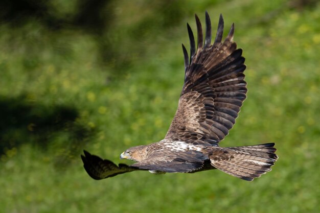 Orzeł bonellis Aquila fasciata Cordoba Hiszpania