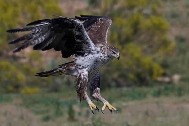 Orzeł Bonellis Aquila fasciata