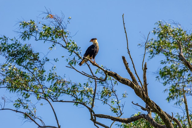 Orzeł Carcara (caracara Plancus) Ptak Spoczywa Na Gałęzi Suchego Drzewa, W Dzień Błękitnego Nieba, Słoneczny, Piękny Dzień.