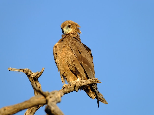 Orzeł Na Safari W Chobe Parku Narodowym, Botswana, Afryka