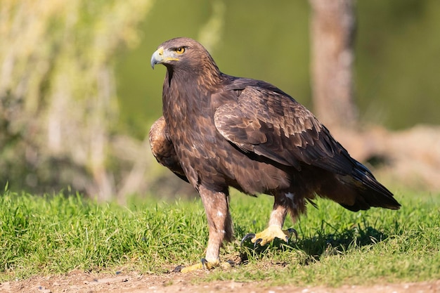 Orzeł Przedni Aquila Chrysaetos Homeyeri Cordoba Hiszpania