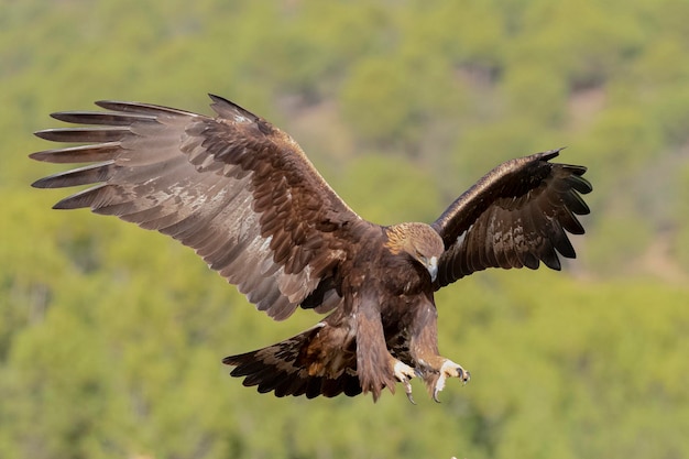 Orzeł przedni (Aquila chrysaetos homeyeri) Kordoba, Hiszpania