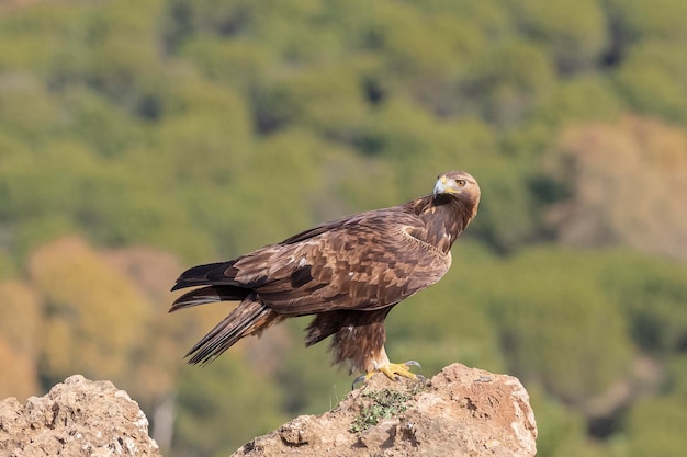 Orzeł przedni (Aquila chrysaetos homeyeri) Kordoba, Hiszpania